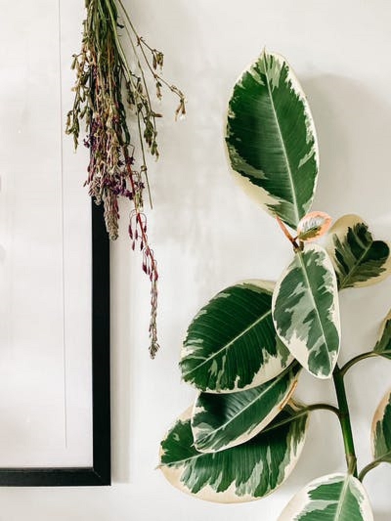 How to Stop Your Rubber Plant Leaves Drooping