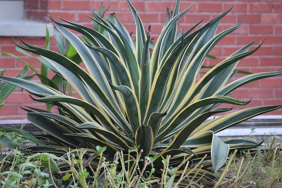 How to Grow Snake Plants Taller Than You Ever Thought Possible