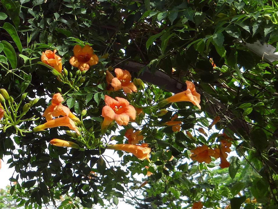 How to Propagate Trumpet Vine From Cuttings an easy way