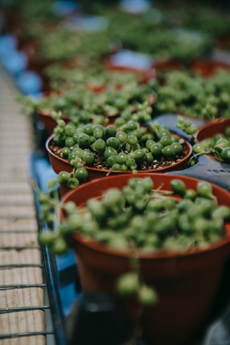 How to grow and propagate a String of Pearls