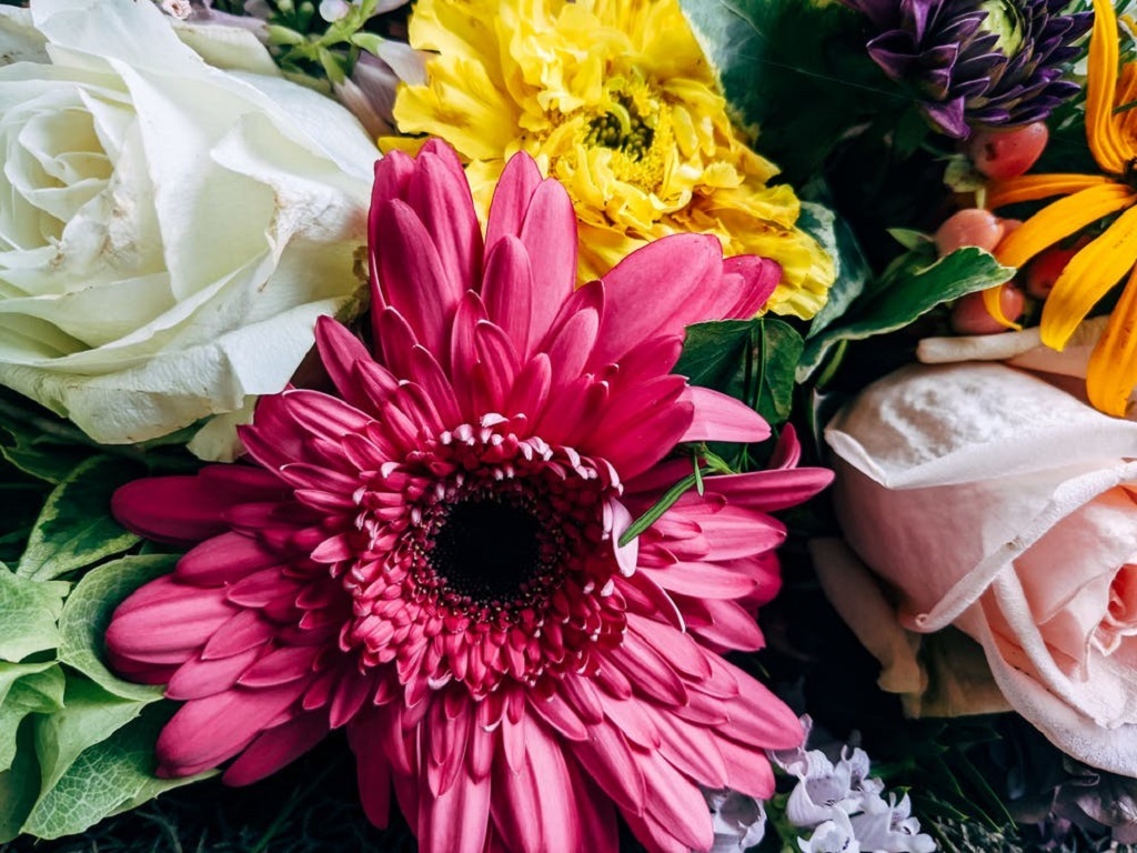 Gerbera daisy wilting, Howto Stop a Gerbera Daisy Wilting, Learn how to save your gerberas from dying. 