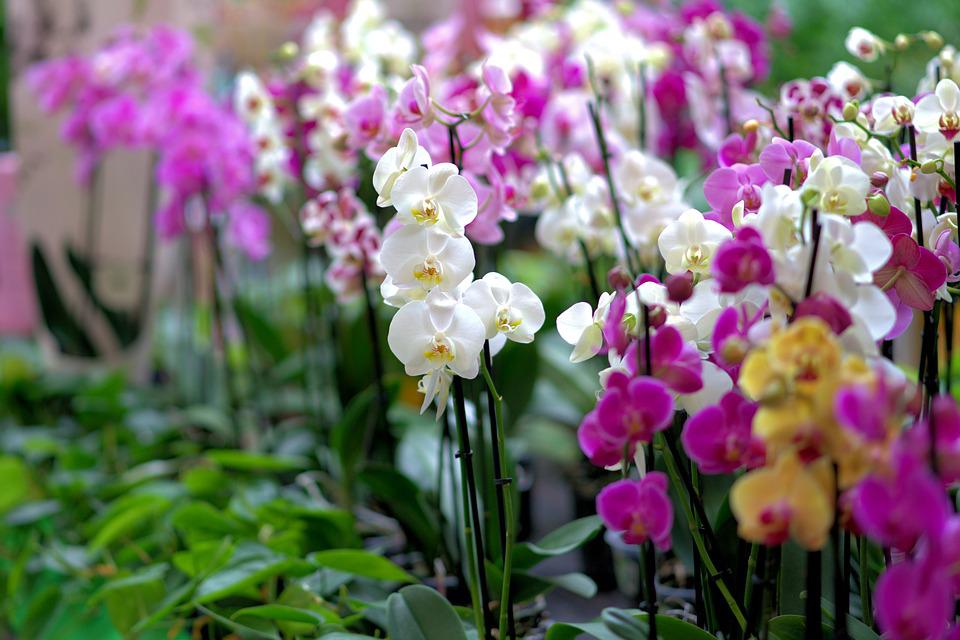 How long can orchids go without water