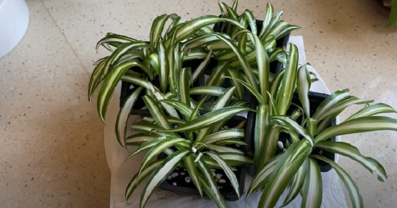 Hawaiian Spider Plant – An Amazing Indoor Garden 