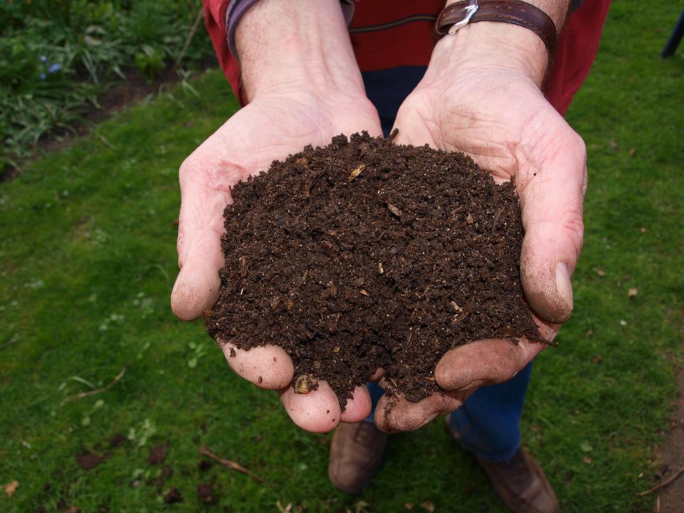 Things You Need to Know About mushroom Composting Before You Buy Any Plants