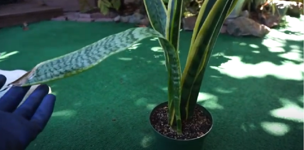 How to prune snakeplant, Trimming snake plant  