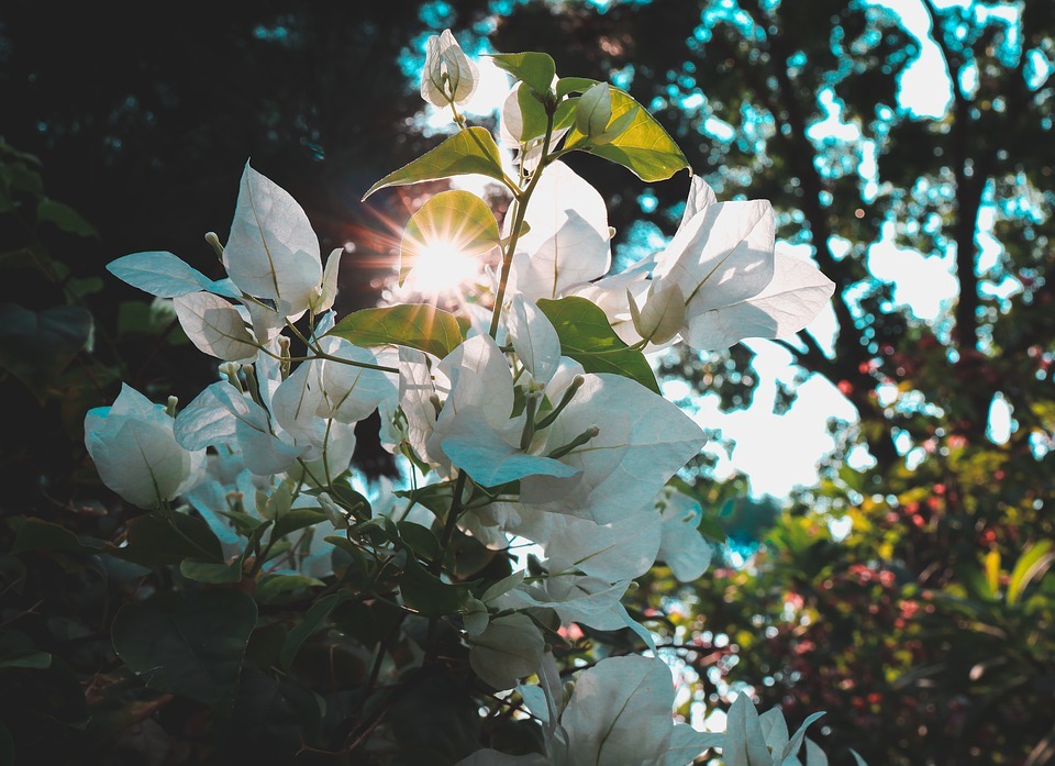 How to Grow Paper Flowers plant from Scratch