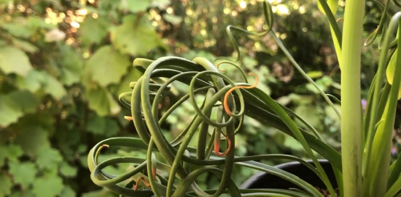 Trachyandra tortilis – The Most Amazing Plant You’ve Never Heard Of