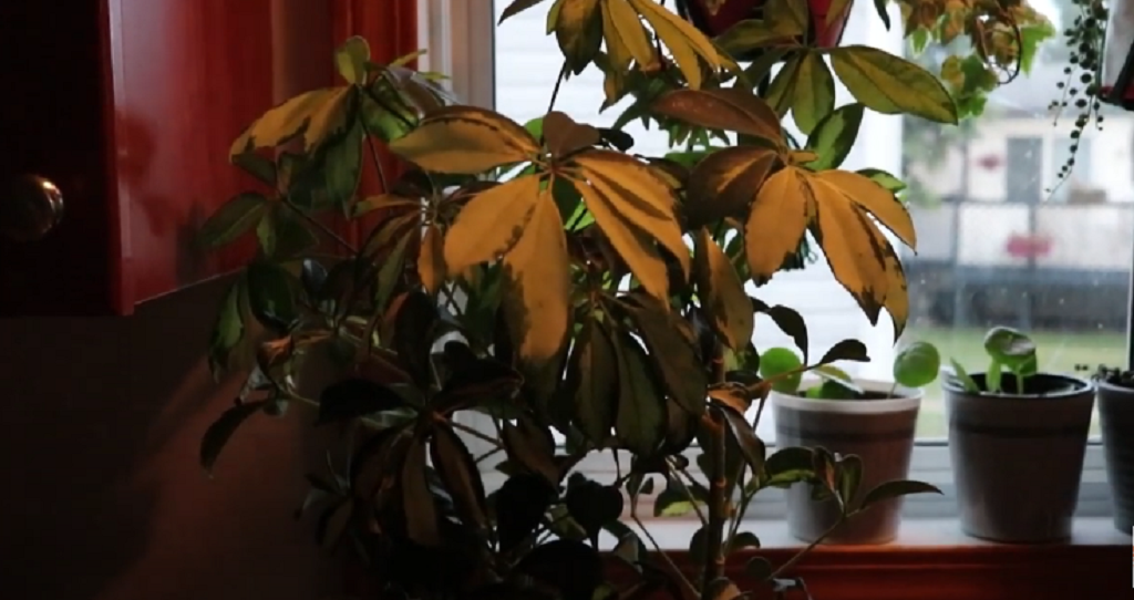 How to Fix Curling Umbrella Tree Leaves