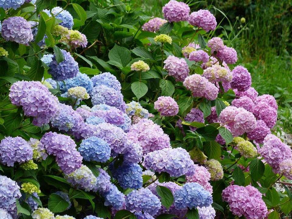 How to use Baking Soda to Grow Hydrangeas flower  