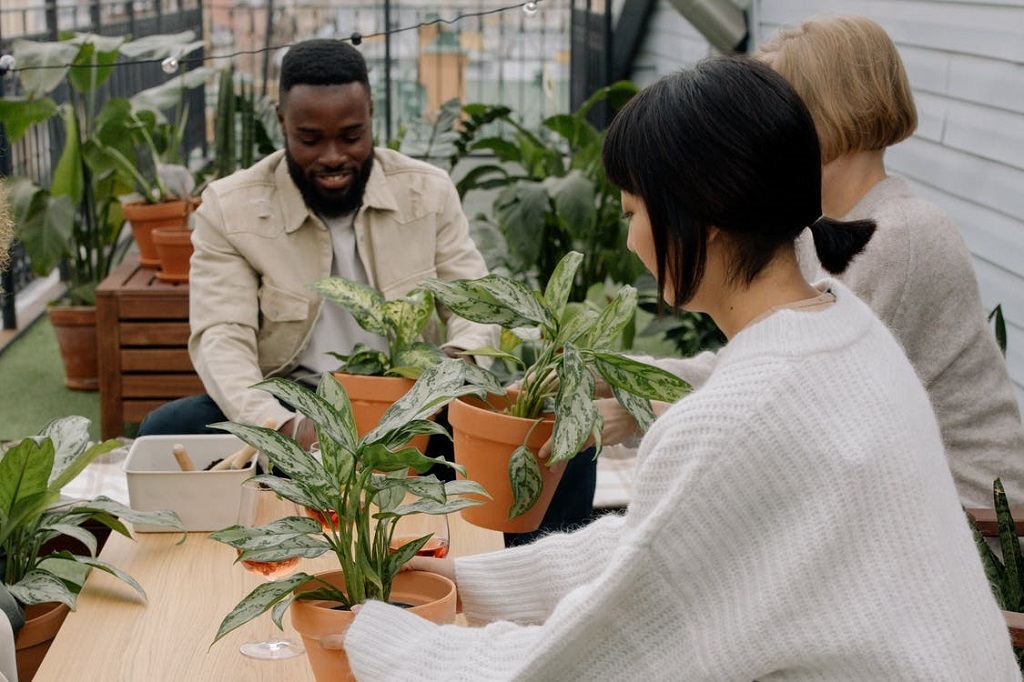 How to grow aglaonema white rain plants and learn more about the tropical vine