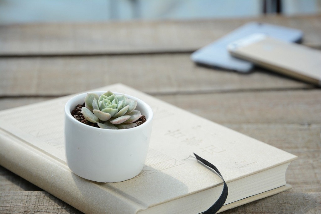 How I Keep Succulents Fresh in glass bowl