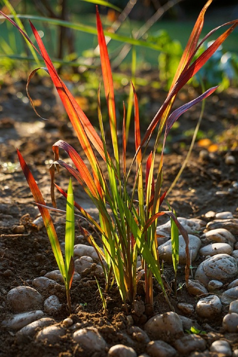 Cultivation of Japanese Blood Grass 