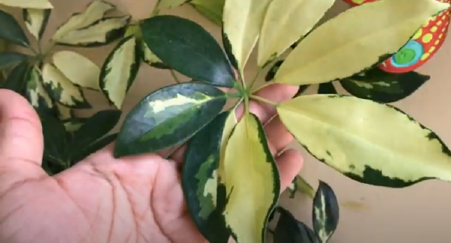 How to Fix Curling Umbrella Tree Leaves