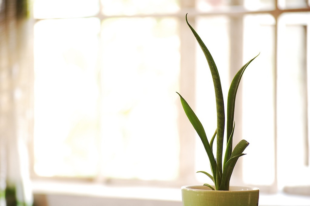 How to Grow Snake Plants Taller Than You Ever Thought Possible