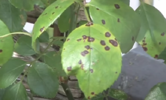 Black Spots on Pepper Leaves and How to Get Rid Of Them