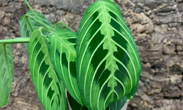 How to grow an exotic Maranta lemon lime 