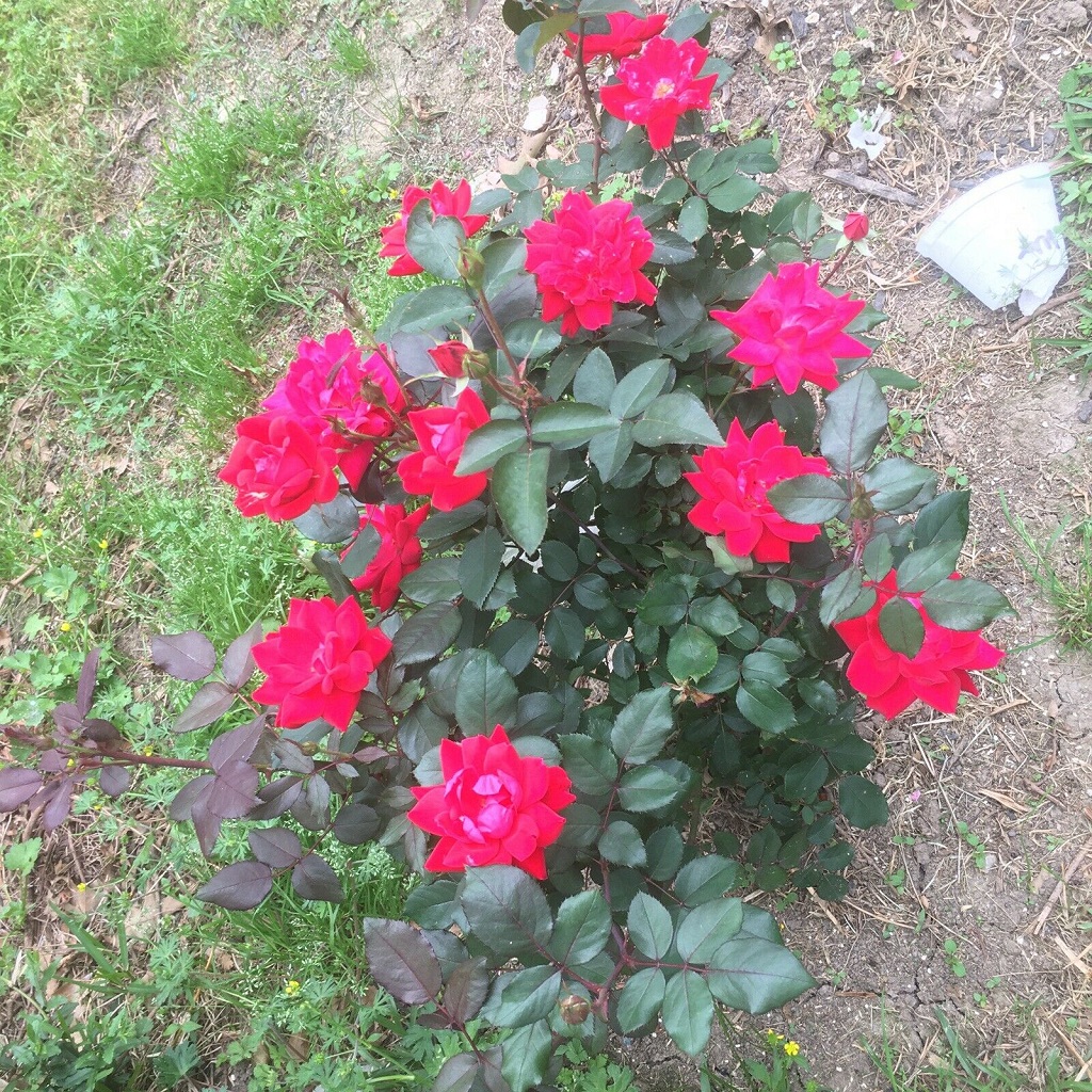 Killer Tips For Growing Knockout Roses In Clay Soil 