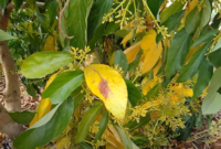 How to fix Avocado leaves turning yellow