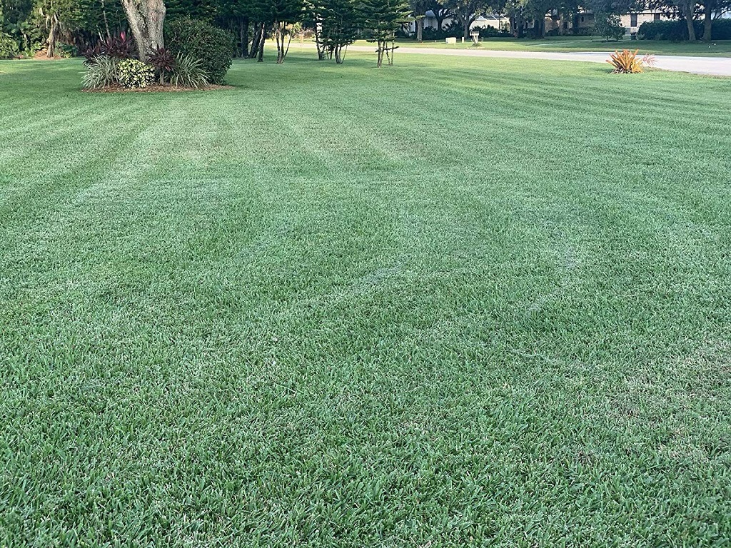 How to solve Overwatered st augustine grass 