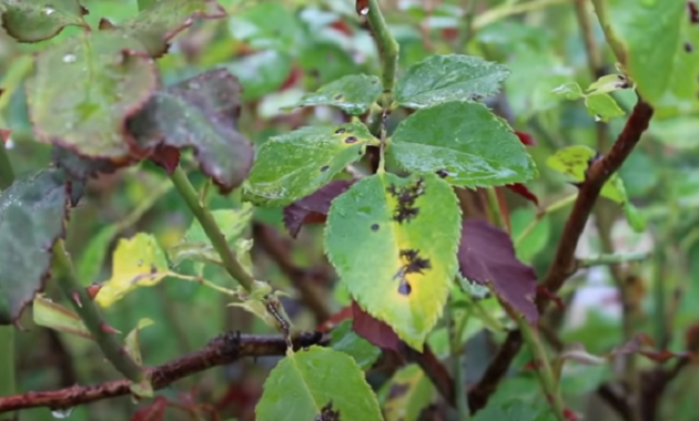 Black Spots on Pepper Leaves and How to Get Rid Of Them