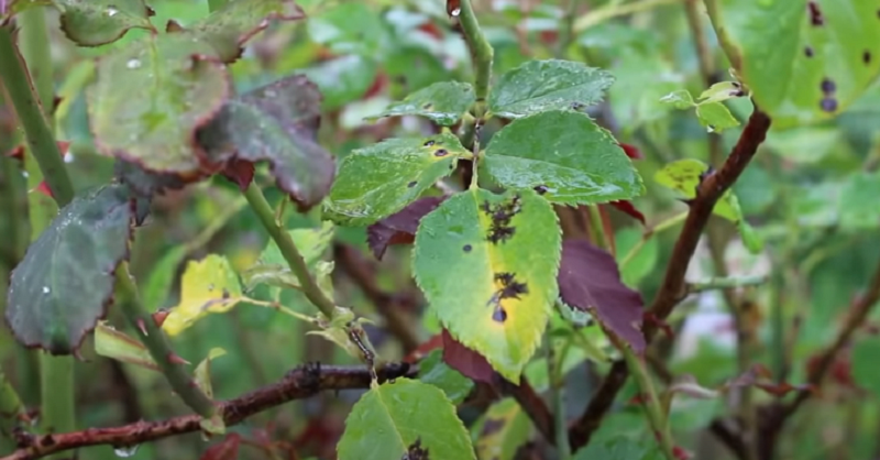 Black Spots on Pepper Leaves and How to Get Rid Of Them
