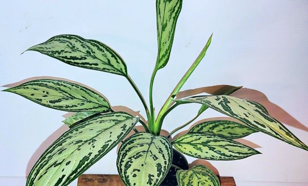 How to Grow Aglaonema with Low Light