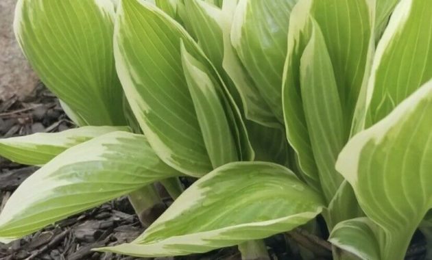 How to grow Hosta White and green Plant varieties 