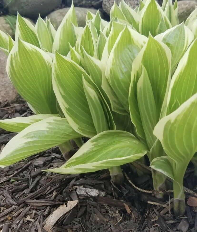 How to grow Hosta White and green Plant varieties 