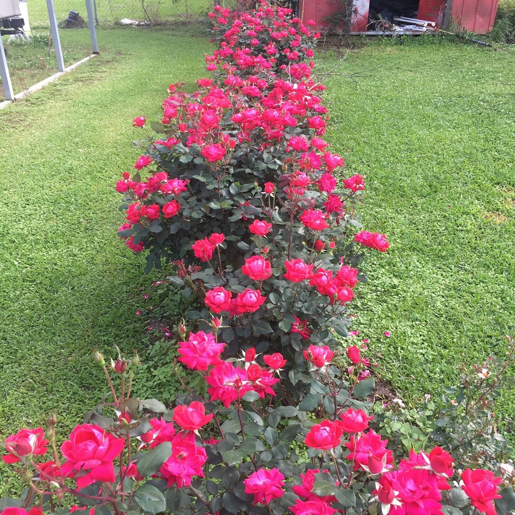 Killer Tips For Growing Knockout Roses In Clay Soil 