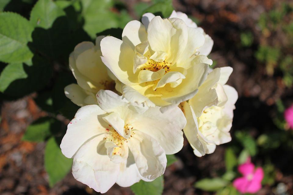 Killer Tips For Growing Knockout Roses In Clay Soil