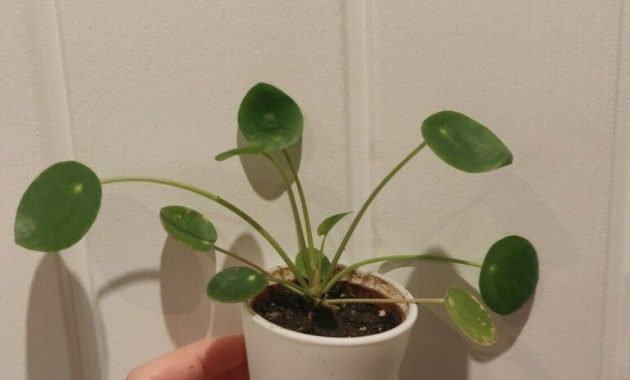 How to care for Pilea peperomioides light