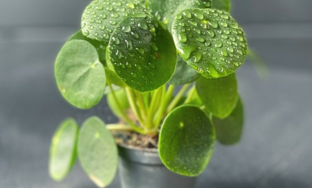 How to care for Pilea peperomioides light