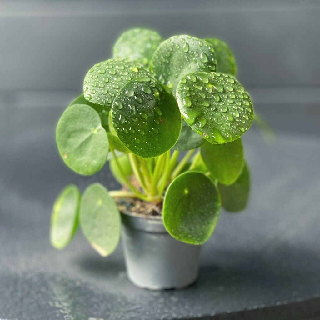 How to care for Pilea peperomioides light