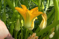 Problems with Ants in squash blossoms plant