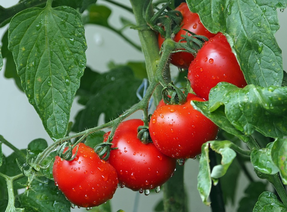 Simple Methods to Grow Tomatoes Indirect Sunlight