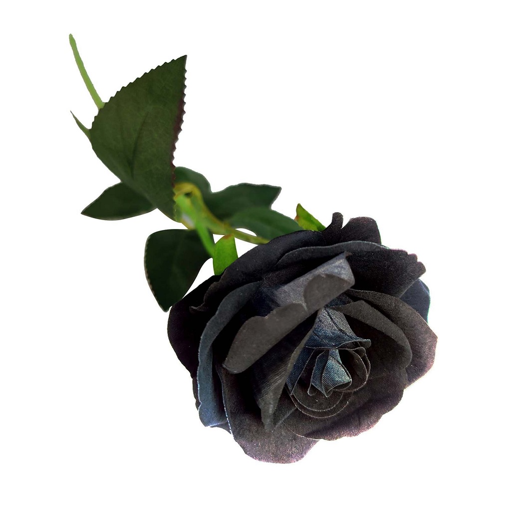 How to dye roses black correctly and succesfully