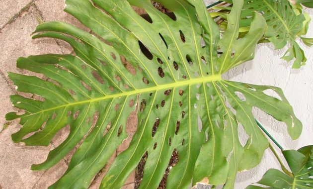 How to care Monstera deliciosa large 