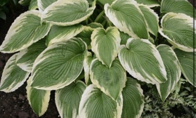 How to grow Hosta White and green Plant varieties 