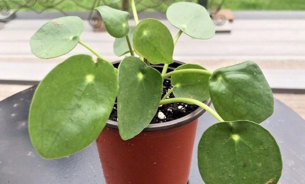 How to care for Pilea peperomioides light