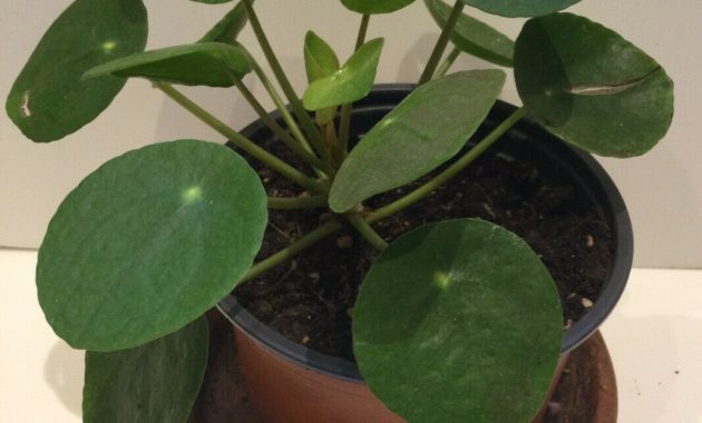 How to care for Pilea peperomioides light