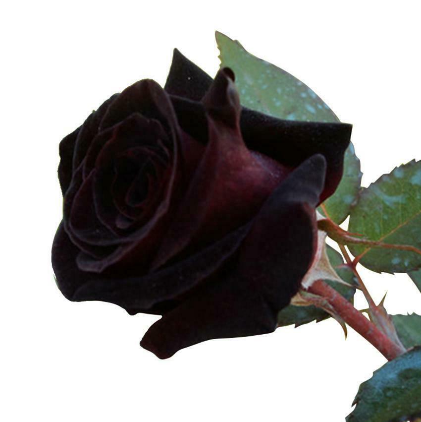 How to dye roses black correctly and succesfully